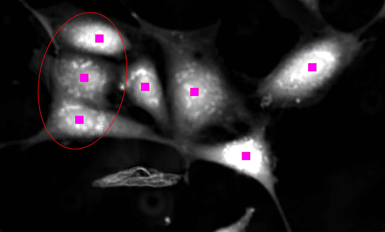 Volume contrast - cell counting