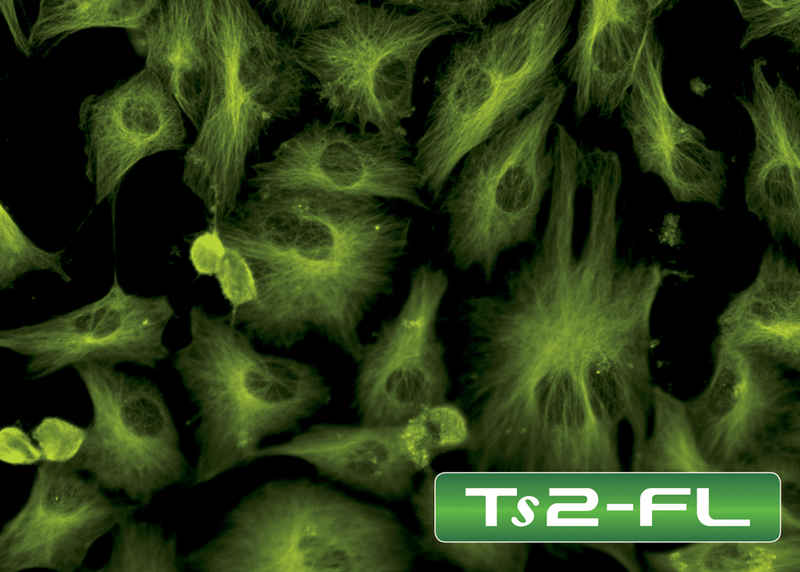 TS2-fluorescence