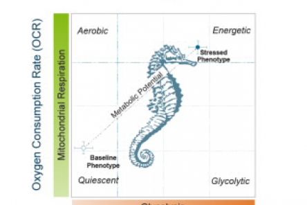 Seahorse XFp Cell Energy Phenotype Test Kit