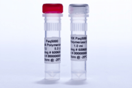  Paq5000 DNA Polymerase 