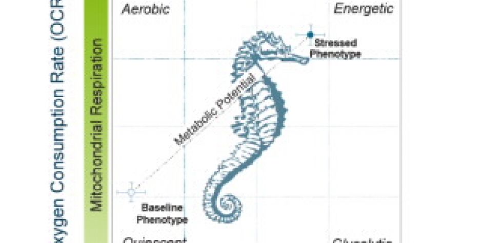 Seahorse XFp Cell Energy Phenotype Test Kit