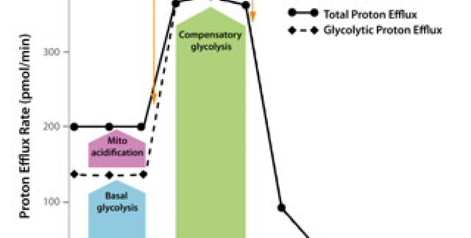 Seahorse XFp Glycolytic Rate Assay Kit